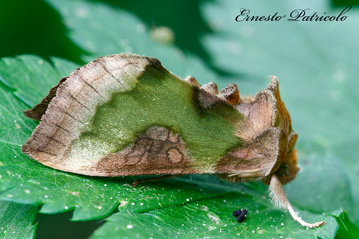 farfalla da identificare